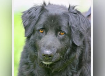 Merlin 58cm geb 06/2022 Flat Coated Retriever Mix wartet in 29690 Schwarmstedt