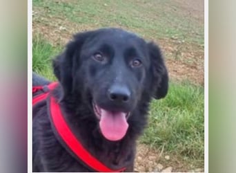 Norbert 57cm geb. 01/2024 retrieverähnlich ist superlieb