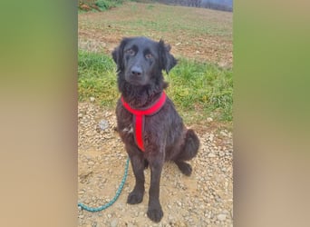 Norbert 57cm geb. 01/2024 retrieverähnlich ist superlieb