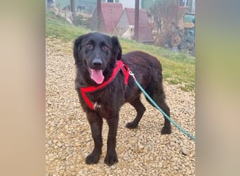 Norbert 57cm geb. 01/2024 retrieverähnlich ist superlieb