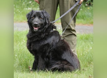 Merlin 58cm geb 06/2022 Flat Coated Retriever Mix wartet in 29690 Schwarmstedt
