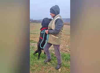 Norbert 57cm geb. 01/2024 retrieverähnlich ist superlieb