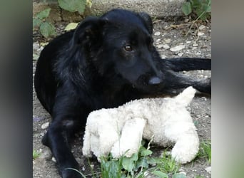 Jura - Traumhund sucht seine Familie