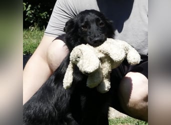 Jura - Traumhund sucht seine Familie