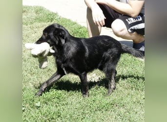 Jura - Traumhund sucht seine Familie