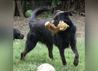 Jura - Traumhund sucht seine Familie