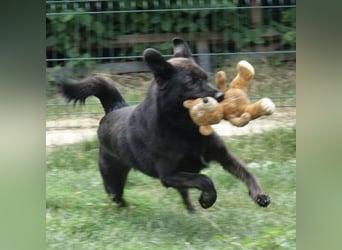 Jura - Traumhund sucht seine Familie