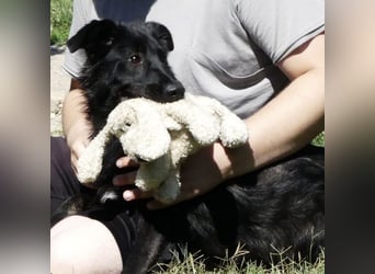 Jura - Traumhund sucht seine Familie