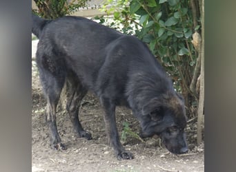 Jura - Traumhund sucht seine Familie
