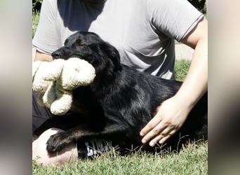 Jura - Traumhund sucht seine Familie