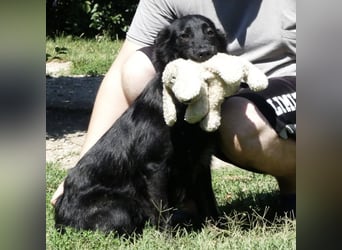 Jura - Traumhund sucht seine Familie