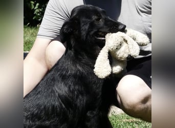Jura - Traumhund sucht seine Familie