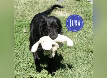 Jura - Traumhund sucht seine Familie