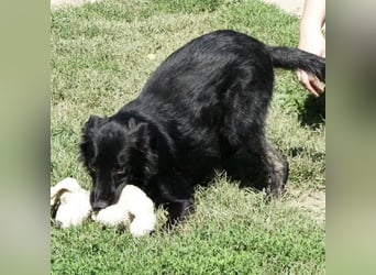 Jura - Traumhund sucht seine Familie