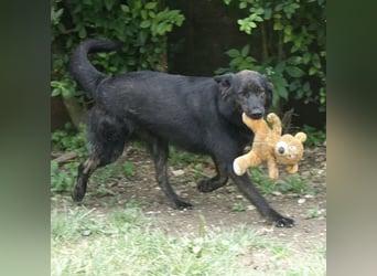 Jura - Traumhund sucht seine Familie