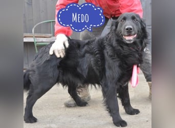 Medo ein Traumhund