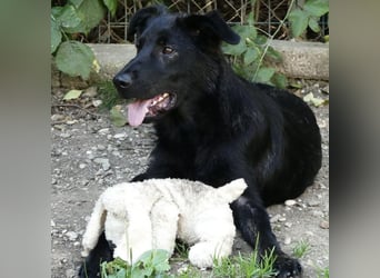 Jura - Traumhund sucht seine Familie