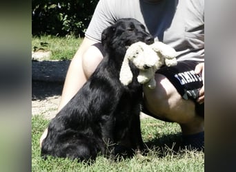 Jura - Traumhund sucht seine Familie