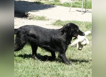 Jura - Traumhund sucht seine Familie