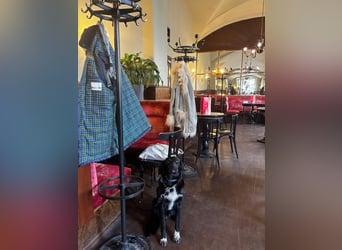 Vincent: einfach nur Klasse