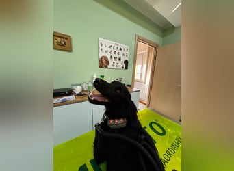 Vincent: einfach nur Klasse