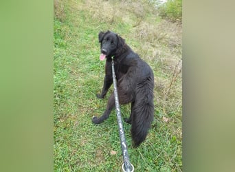Rob - Flat coated Retriver Mischling