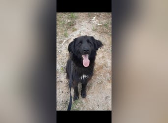 Rob - Flat coated Retriver Mischling