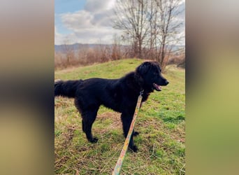 Rob - Flat coated Retriver Mischling