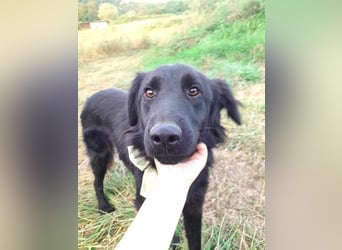 Rob - Flat coated Retriver Mischling