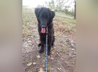 Rob - Flat coated Retriver Mischling