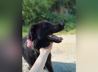 Rob - Flat coated Retriver Mischling