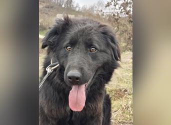 Rob - Flat coated Retriver Mischling