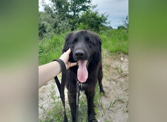 Rob - Flat coated Retriver Mischling