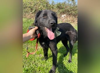 Rob - Flat coated Retriver Mischling