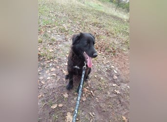 Rob - Flat coated Retriver Mischling