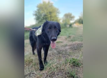 Rob - Flat coated Retriver Mischling