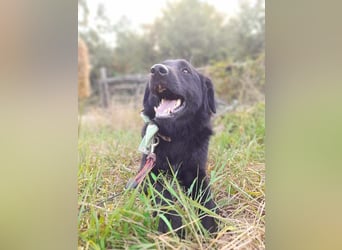 Rob - Flat coated Retriver Mischling