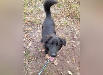 Rob - Flat coated Retriver Mischling