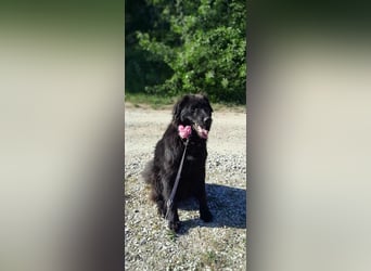 Rob - Flat coated Retriver Mischling