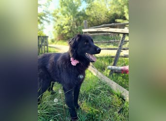 Rob - Flat coated Retriver Mischling