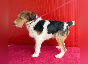 (R) ❤️ superlieber Foxi ROCKY - 6,5 Jahre, 40cm/10kg