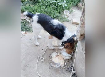 (R) ❤️ superlieber Foxi ROCKY - 6,5 Jahre, 40cm/10kg