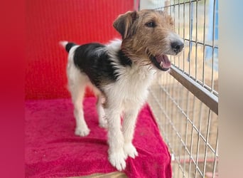 (R) ❤️ superlieber Foxi ROCKY - 6,5 Jahre, 40cm/10kg