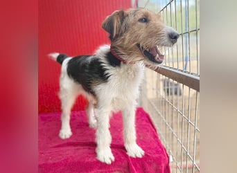 (R) ❤️ superlieber Foxi ROCKY - 6,5 Jahre, 40cm/10kg