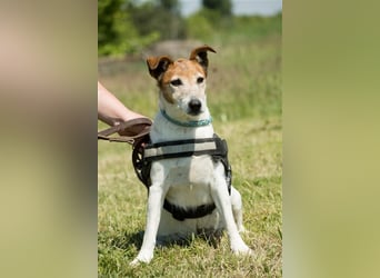 Pici-SI, Schmuse-Omi sucht dringend ein warmes Körbchen