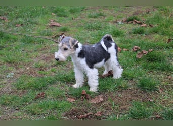 Foxterrier Welpen .
