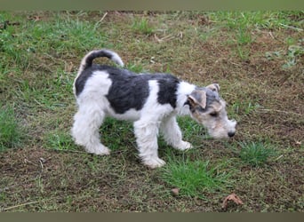 Foxterrier Welpen .