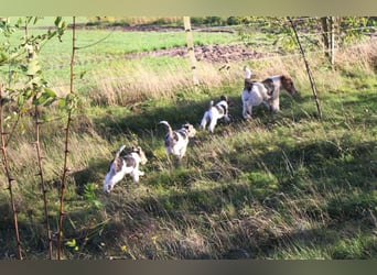 Foxterrier Welpen .