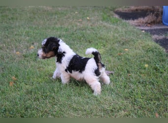 Foxterrier Welpen .