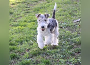 Foxterrier Welpen .